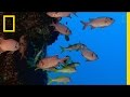 Marine Protected Areas and Their Impact