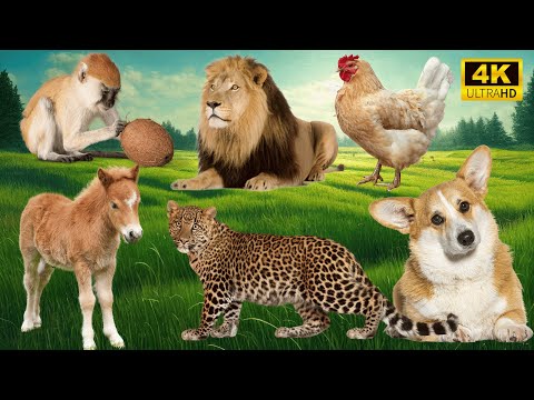 Wild & Farm Animals in Harmony: Monkey, Lion, Rooster, Horse, Leopard, Dog - Animal Sounds