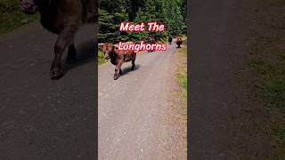 Meet the Longhorns 🐮🐂 | Alps, Austria 🇦🇹 #shorts