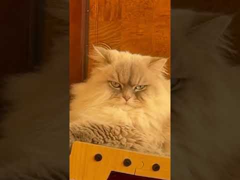 Кот лентяй #видосыоткота #коты #shortvideo