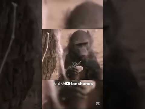 obuna bo'ling. #livehack #facts #uzbekistan #uzb #instagram #shorts #africa #monkey #animals #video