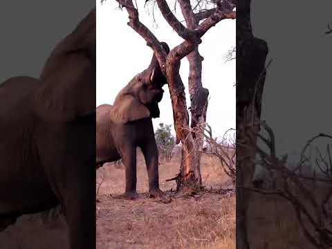 Elephant attack leopard and lion in tree