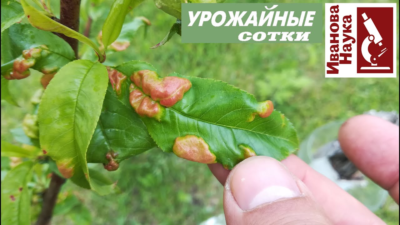 Курчавость листьев персика и не только избавиться раз и навсегда! Лечим просто, умно и эффективно!