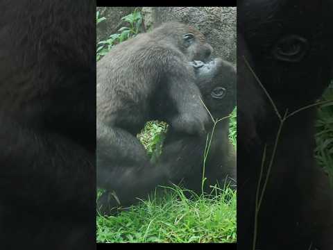 gorilla brotherly love 💕😆 #gorillatag #taipeizoo #金剛猩猩 #台北市立動物園 #zoo #sweet サムネイル