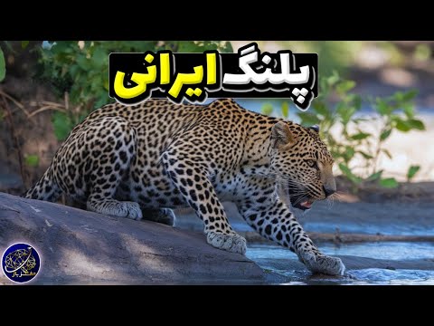 پلنگ ایرانی - بزرگترین گربهسان و جواهری کمیاب در طبیعت ایران