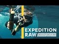 Whale Shark Critter Cam Exploration