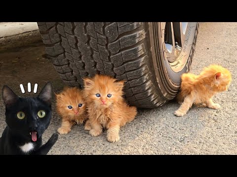 3 GATITOS BEBE DEBAJO DE LA RUEDA DE UN AUTO vs reacción de gatos Luna y Estrella