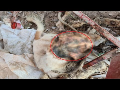 The dog's head was so necrotic that the skull was visible, full of maggots inside