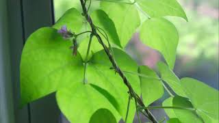 Time lapse beans growing