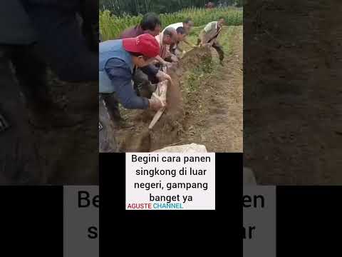 Cara panen singkong