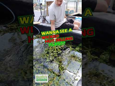 Wicked Foreground Aquarium Plant! Here comes the POTTED HYGRO COMPACTS! These are potted in house and are showing that beautiful red. 