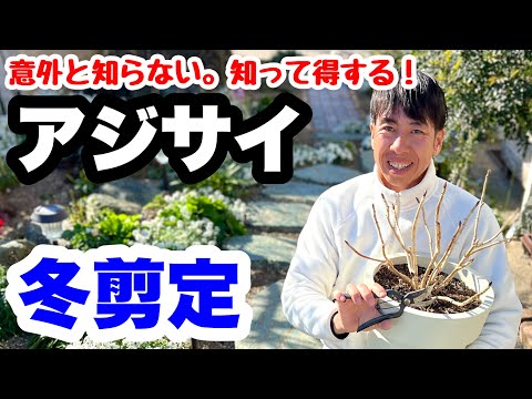 ◆意外と知らない『アジサイの冬剪定』落葉の今がチャンス🪴