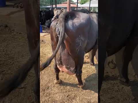 Girdhara dairy farm Surat Gujarat