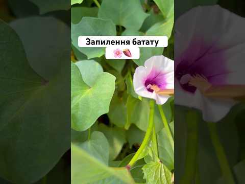 Запилення двох різних сортів батату 🌸🍠 #батат #бататукраїна #sweetpotato