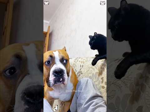Dog scared of cat #catsnkittens #kittten #funny #kittenkuts #funnycats #cutekitt #animals #pets #cat