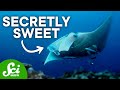 Understanding Animal Defense Mechanisms