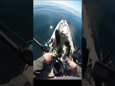 Ataque del camarón mantis a un pescador