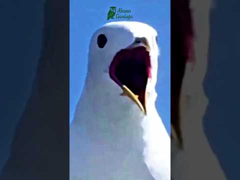 MARTILAR ASLINDA MİNİ KARTALLAR MI? SİMİT ATARKEN İKİ KEZ DÜŞÜNECEĞİNİZ ŞOK EDİCİ GERÇEKLER!#bilgi