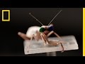 Mantis Stereo Vision and Experiments