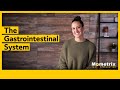 Exploring the Gastrointestinal System