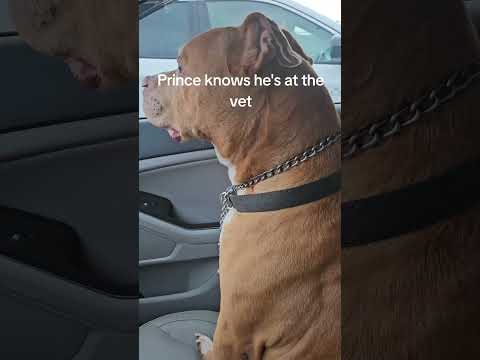 #funnydogs#cute#doglover#doglife#cure#dogshorts#pet#doglife#dogshorts