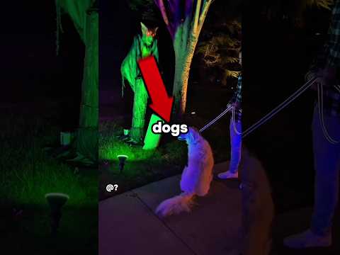 Dogs getting jump scared🤣 #dog #funny #pets