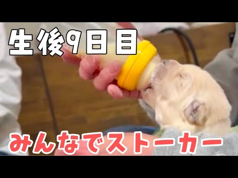 【生後9日目】ゴールデンレトリバーパピーズのお世話をひたすら見る動画【EVOLUTION'S】