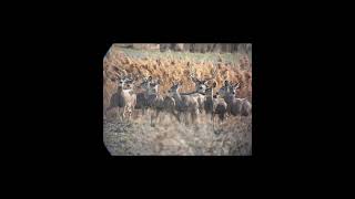 Big buck!!! #bigbuck #fypシ #viralvideo #deer
