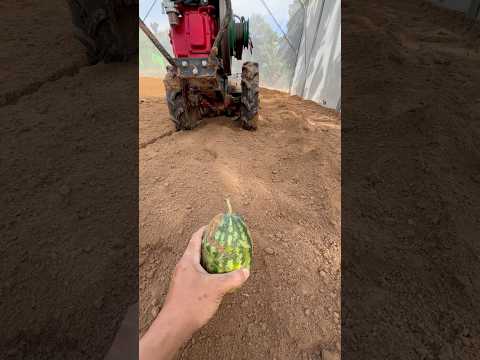 แตงโมvsรถปั่น ผลลัพธ์เป็นอย่างไร⁉️#แตงโม #fruit #farming #เกษตรอินทรีย์