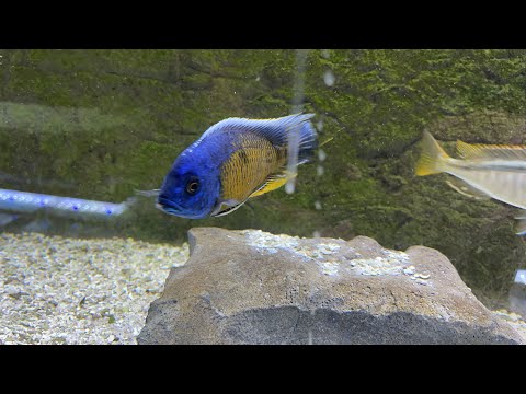New Stock Walk-through 12-5-2022 and Xmas exclusiv 🔔 Subscribe so you won't miss our next video_ https_//www.youtube.com/c/cunninghamcichlids
🛒 B