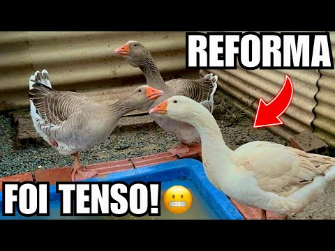 Achei que não iria conseguir resolver o problema dos Gansos | Alimentando os Emus  | Aves Recriar