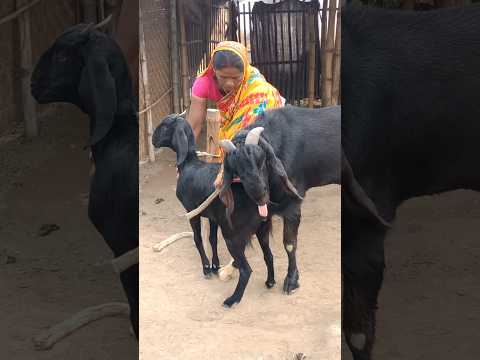 two goats are enjoying a beautiful moment।। 염소는 매우 아름다운 순간을 즐기고 있습니다। jul1 2 animal lover