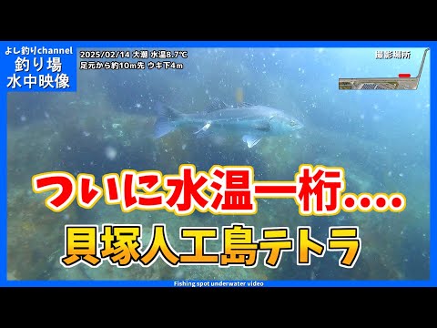 【ついに水温が一桁...】お魚はいるのか！？ 大阪の釣り場  貝塚人工島テトラ  2025年2月 冬の水中映像  No.413