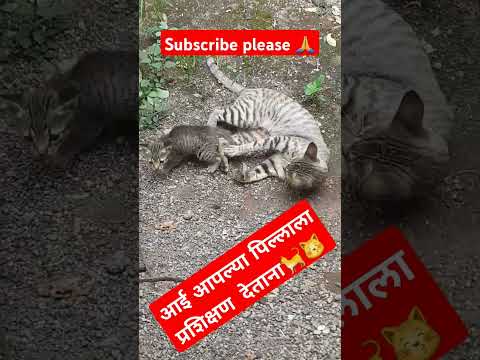 #आई आपल्या पिल्लाला प्रशिक्षण देताना#बघा  कशी पिल्लाला शिकवतेस्वतच संरक्षण#cat love #trending short#