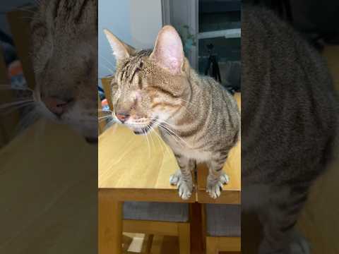 Blind cat cries for food 💔