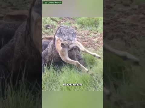 Komodo Dragon : The World's Largest Lizard Swallows Its Prey Whole. #animals #wildlife #komodo