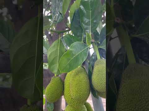 Cây Mít trĩu quả tại học viện cán bộ Tphcm #cây #mít #trĩuquả #hocvien #tphcm #trong #tamsucungcon