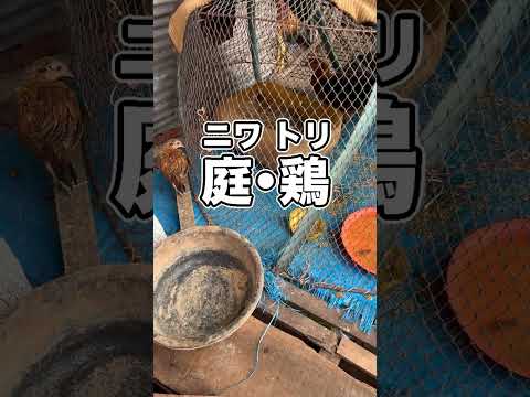 湖の上で暮らすカンボジア人の生活がやばすぎる…