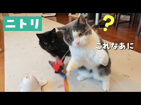 ニトリでGETした猫グッズに大喜びのにゃんこがこちらです