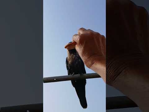 kindness to birds #shorts @nirmal videos