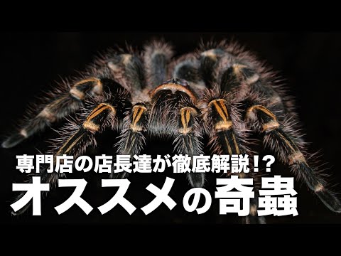 ムカデやタランチュラが買える虫だけの即売会に行ってみた【奇蟲の輪】