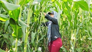 ¡¡¡Cortando Elotes!!// Alguien esta SOLTERA en el CANAL 😅🤣