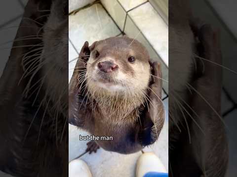 Why this otter wouldn’t stop following him!#shorts #otter #animals #heartwarming #love #cute #pet