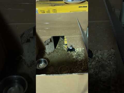 3 days until operation freedom!