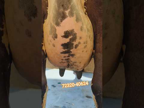 💥कोई नही देगा आपको इस 💝कीमत में ऐसी गाय 👉27 किलो दूध में 🤳7232040624