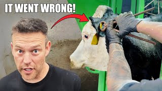 REMOVING an EAR TAG from a cow, a SOLE ULCER ... and a VERY GOOD REVISIT!!!