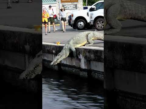 Dinosaur Drop! Huge Crocodile jumps from the wall into the water