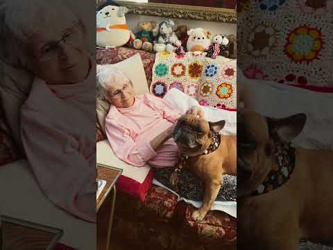 You’re mine Grandma 🎃 #shorts #frenchbulldog #frenchie #puppy