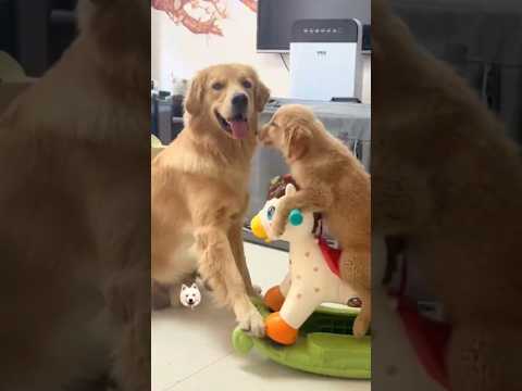 This Golden Retriever Was Broken Until a Tiny Puppy Saved Her 🐾🐶