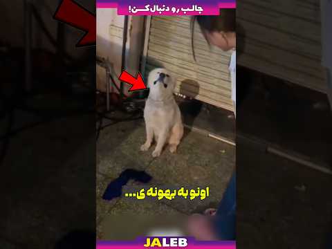 کاری که این مرد با این سگ کرده اشکاتو درمیاره !!!